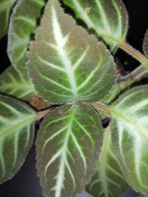 Gloxinella lindeniana, foto 3