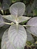 Kohleria Queen Victoria