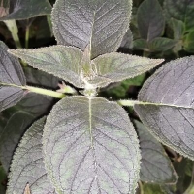 Kohleria Queen Victoria