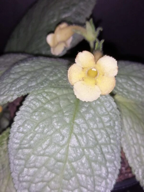Episcia Jim Hall's Choice, foto 2