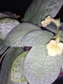 Episcia Jim Hall's Choice