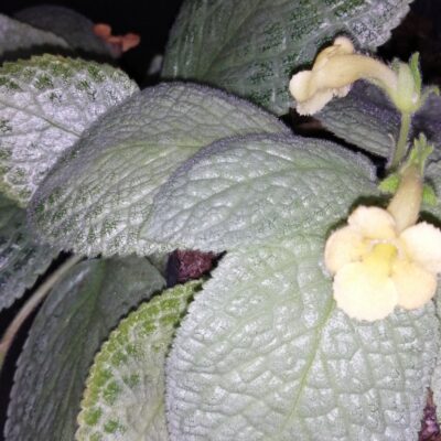 Episcia Jim Hall's Choice
