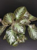 Episcia cupreata