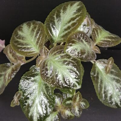 Episcia cupreata
