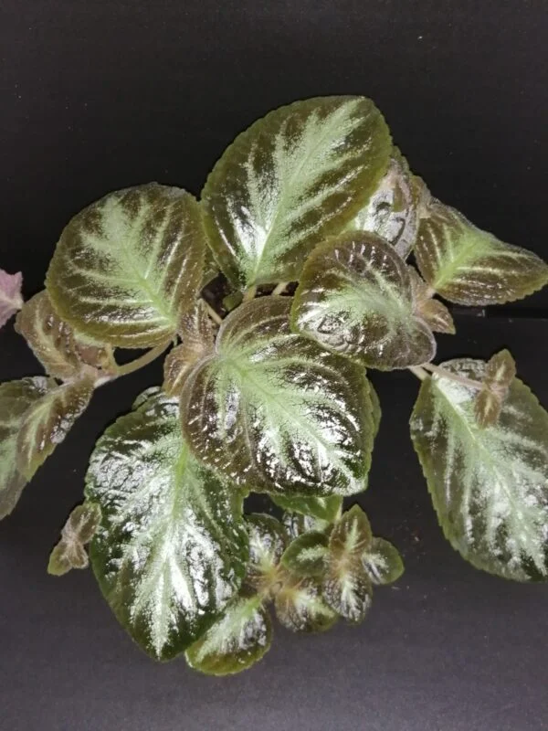 Episcia cupreata, pianta da interno