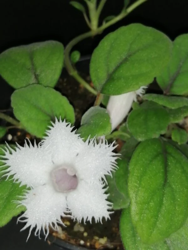 Episcia dianthiflora, Alsobia dianthiflora, foto 3