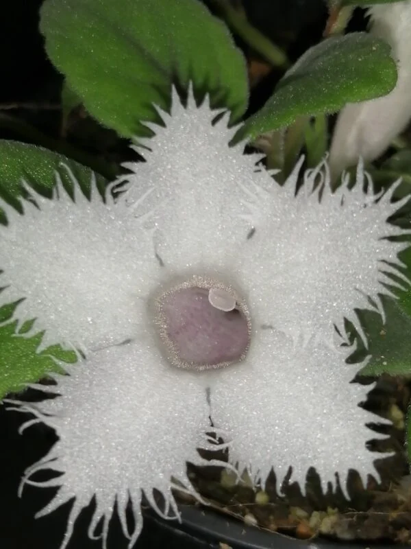 Episcia dianthiflora, Alsobia dianthiflora, foto 2
