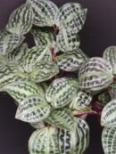 Geogenanthus poeppigii