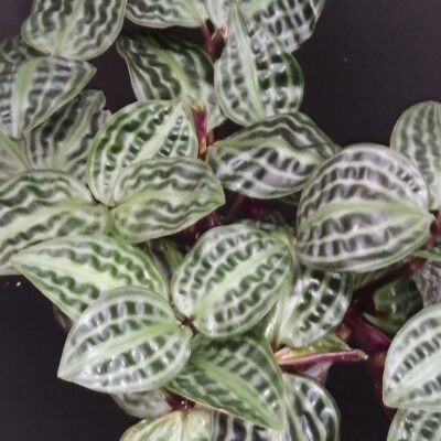 Geogenanthus poeppigii