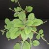 Episcia dianthiflora, Alsobia dianthiflora, pianta da interno