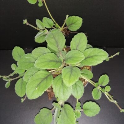 Episcia dianthiflora, Alsobia dianthiflora