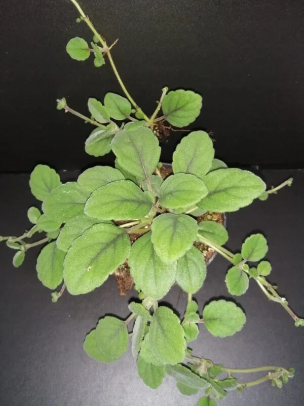 Episcia dianthiflora, Alsobia dianthiflora, pianta da interno