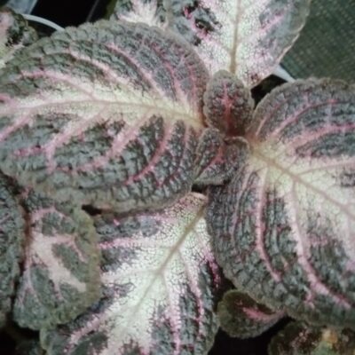 Episcia Pink Acajou
