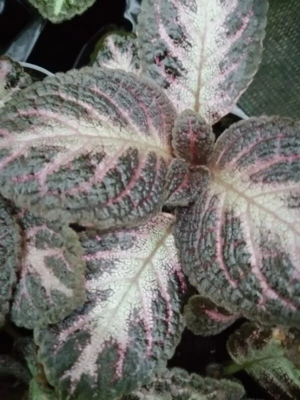Episcia Pink Acajou, pianta da interno