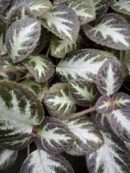 Episcia Silver Shield