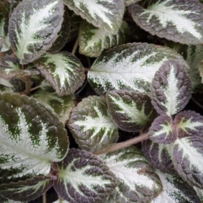 Episcia Silver Shield