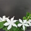 Carissa macrocarpa, pianta da esterno