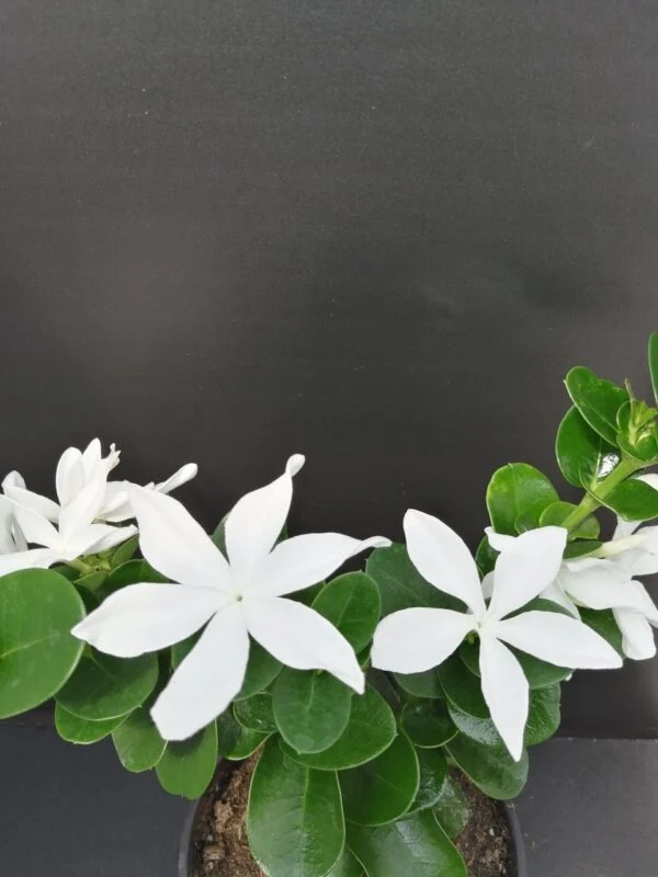 Carissa macrocarpa, pianta da esterno