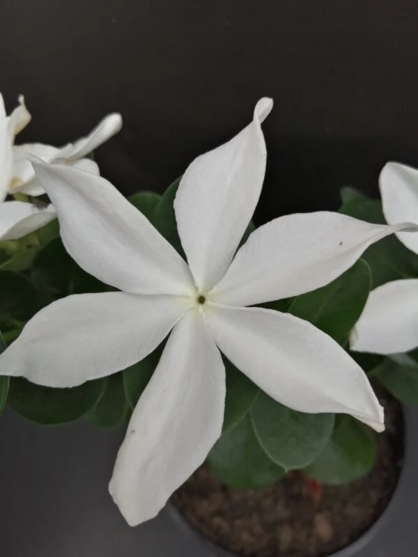 Carissa macrocarpa, foto 4