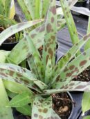 Agave maculata, Manfreda maculosa