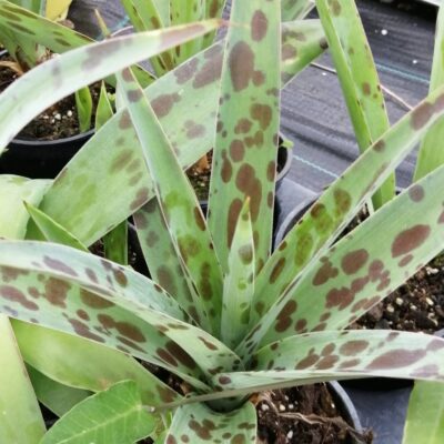 Agave maculata, Manfreda maculosa