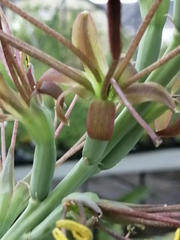 Agave maculata, Manfreda maculosa, foto 2