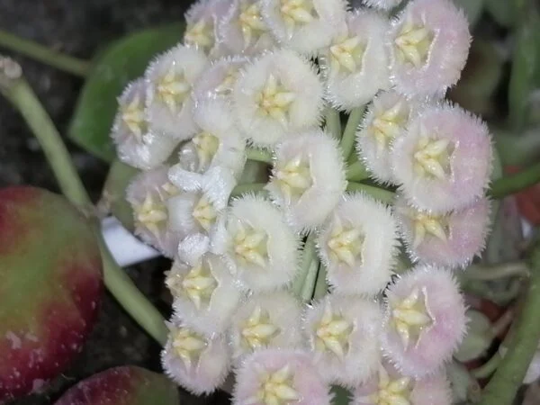 Hoya Fraser's Hill lacunosa, foto 5