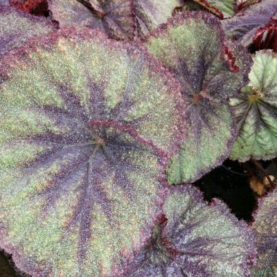 Begonia Sucre Glacee