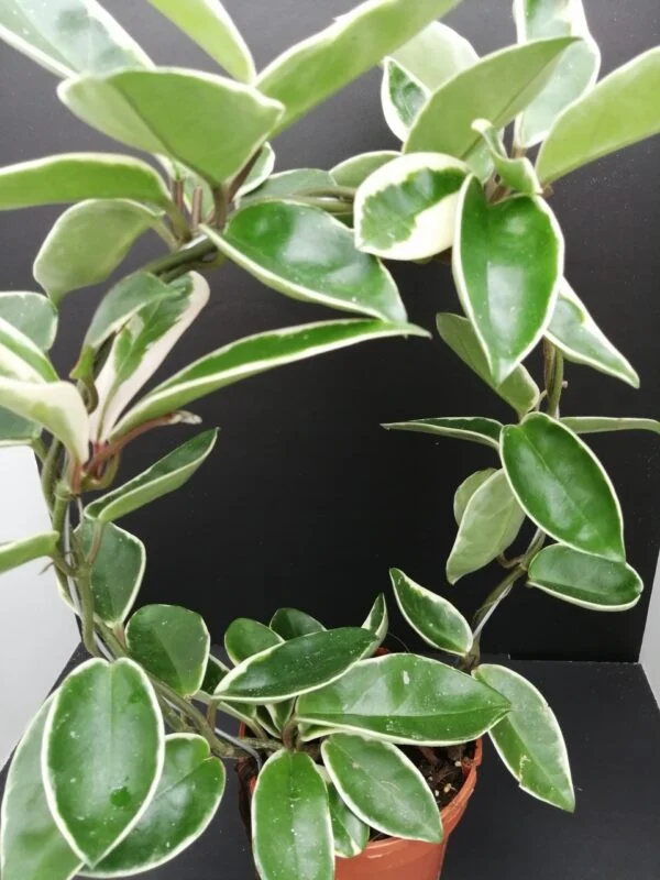 Hoya carnosa Suzie, pianta da interno