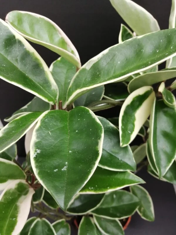 Hoya carnosa Suzie, foto 2