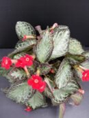 Episcia cupreata Silver Screen