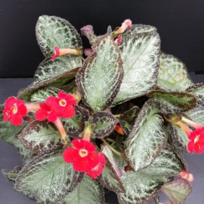 Episcia cupreata Silver Screen