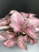 Episcia Strawberry Patch