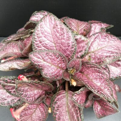 Episcia Strawberry Patch