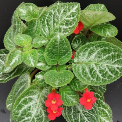 Episcia Faded Jade