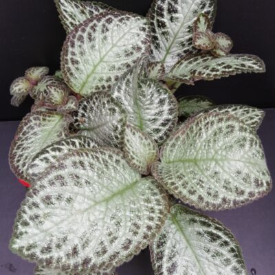 Episcia Chocolate Soldier