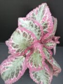 Episcia Pink Brocade