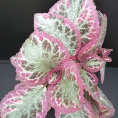 Episcia Pink Brocade