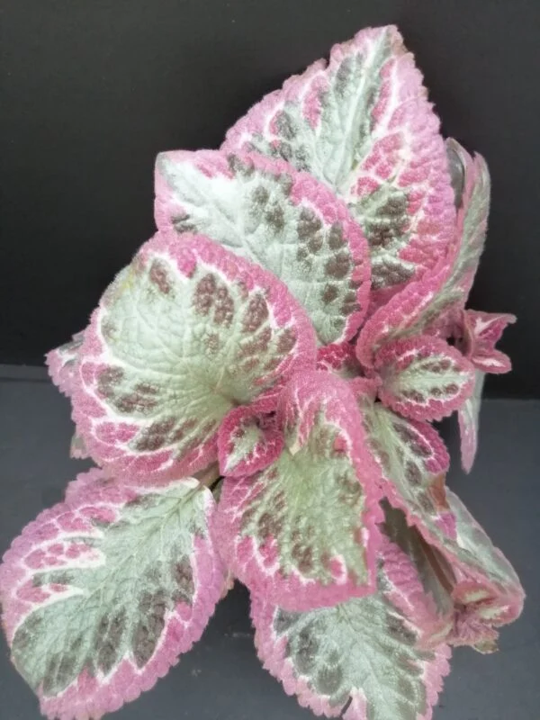 Episcia Pink Brocade, pianta da interno