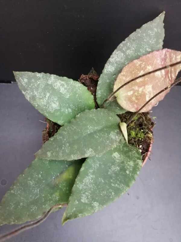 Hoya caudata, pianta da interno