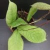 Hoya sp. Sabah, pianta da interno