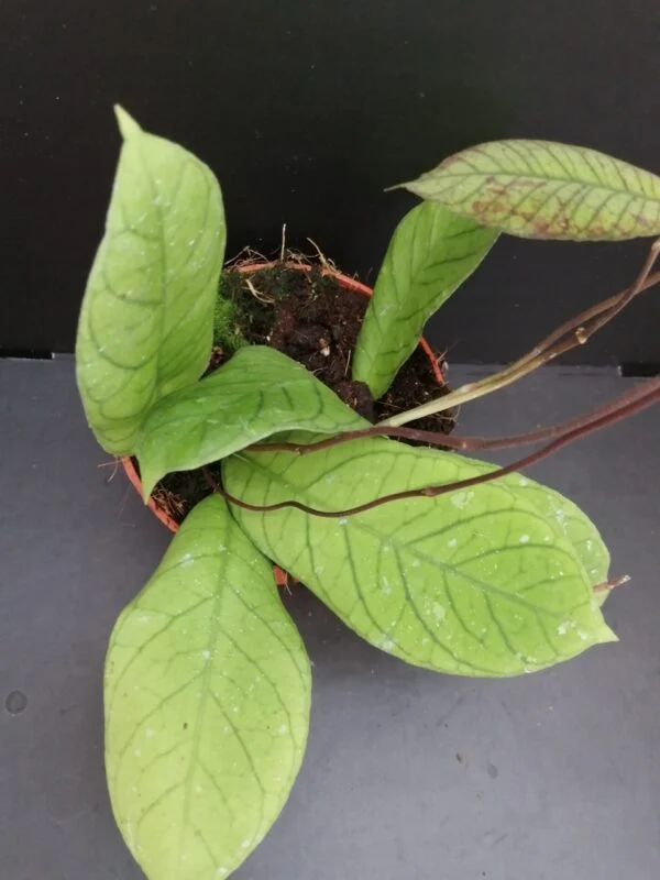 Hoya sp. Sabah, pianta da interno