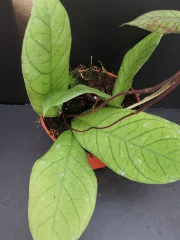 Hoya sp. Sabah, foto 2