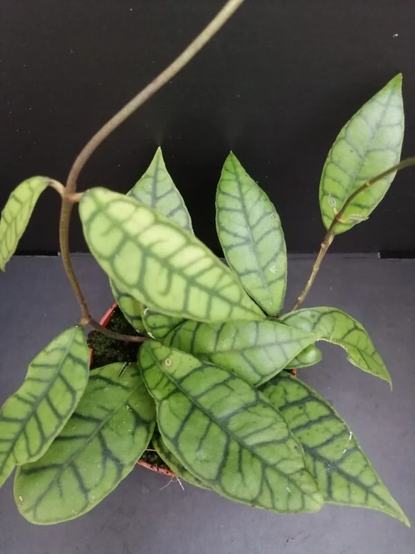 Hoya callistophylla, pianta da interno