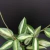 Hoya latifolia ex macrophylla Pot of Gold, pianta da interno