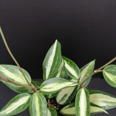 Hoya latifolia ex macrophylla Pot of Gold