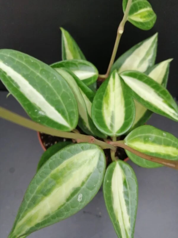 Hoya latifolia ex macrophylla Pot of Gold, foto 2