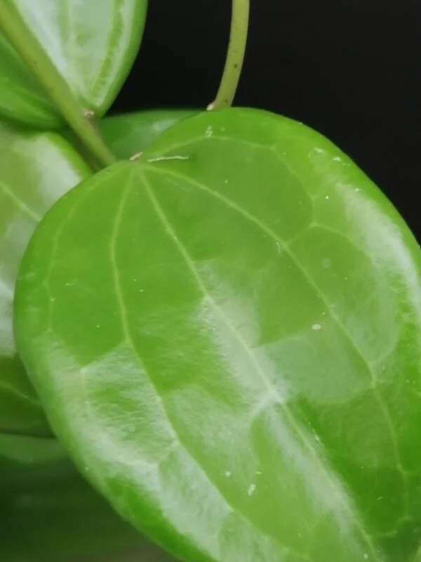 Hoya quinquenervia, foto 2