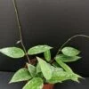 Hoya Rangsan, pianta da interno