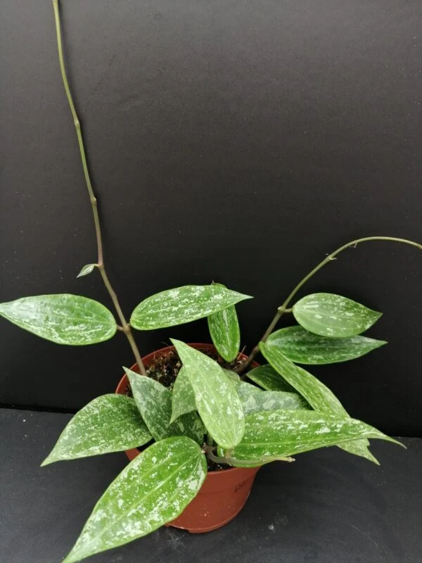 Hoya Rangsan, pianta da interno